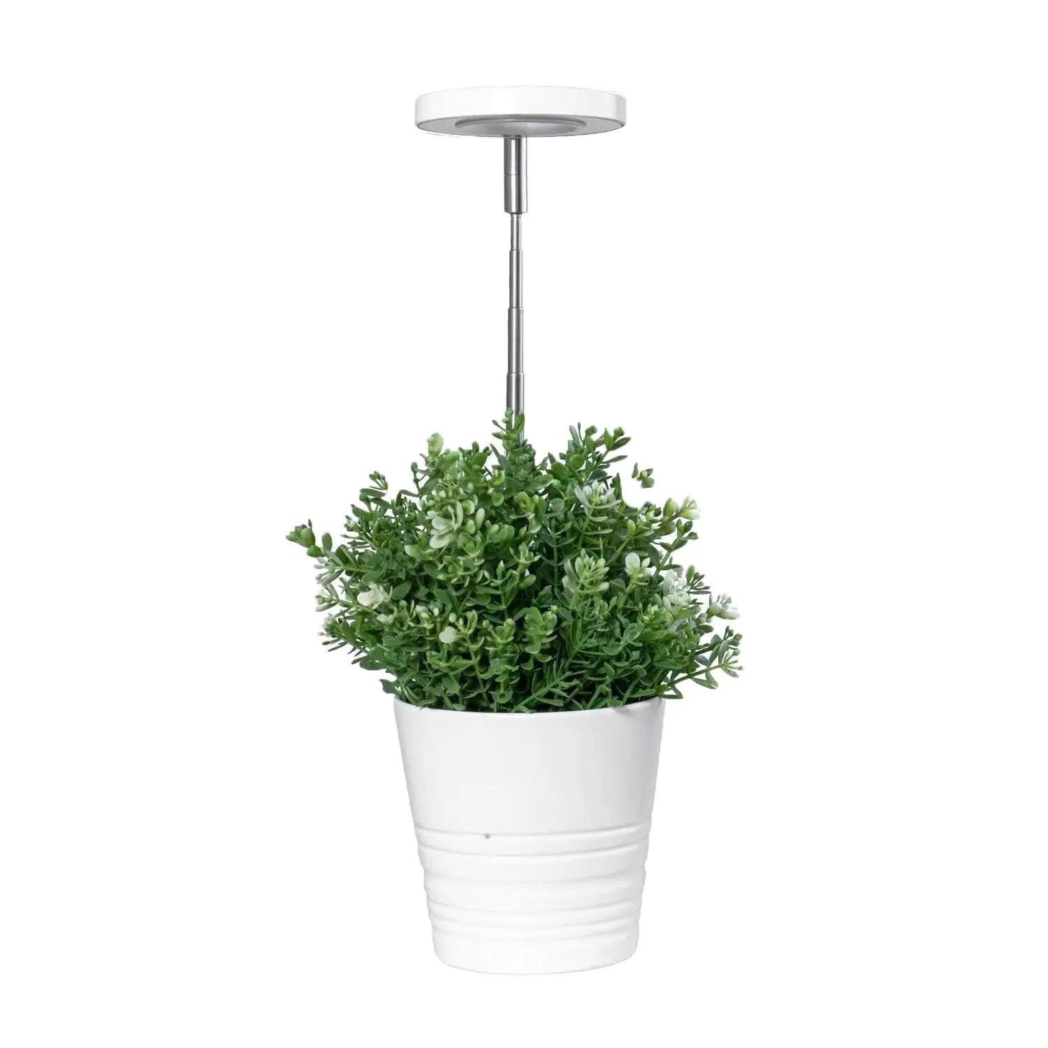 Lampe de culture Grow Light Garden White: efficacité et écologie à votre  portée