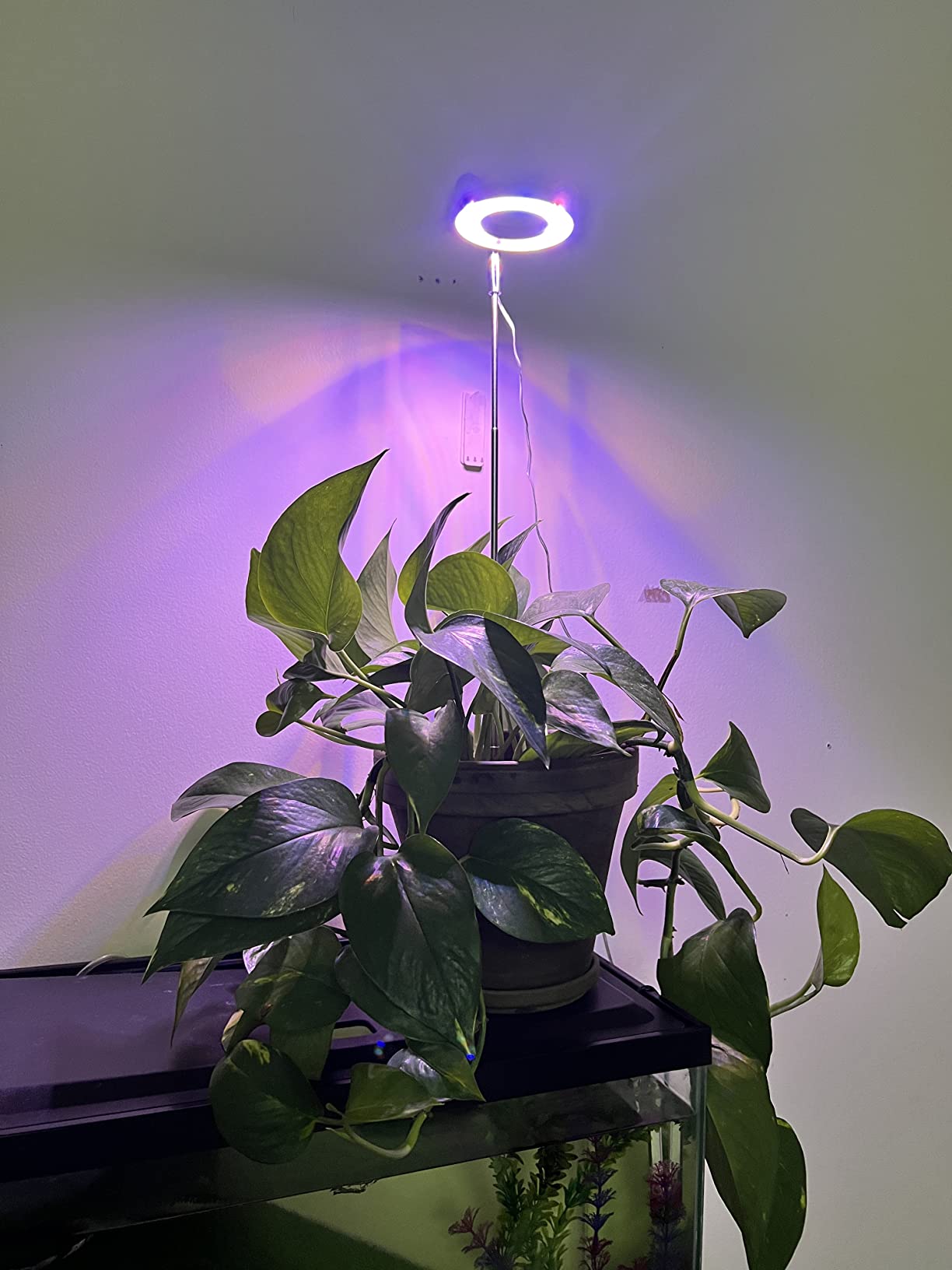 Illuminating Growth: The Magic of Plant Growth Lights